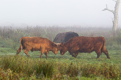 BUITEN BEELD Foto: 241440