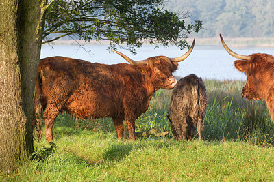 BUITEN BEELD Foto: 241443