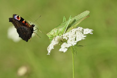 BUITEN BEELD Foto: 241446