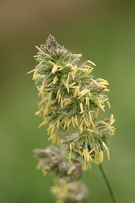 BUITEN BEELD Foto: 241451