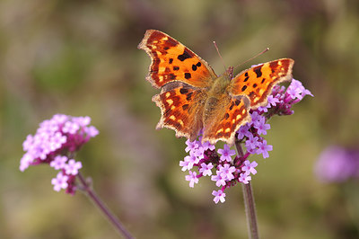 BUITEN BEELD Foto: 241455