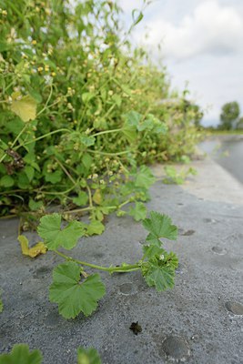 BUITEN BEELD Foto: 241468