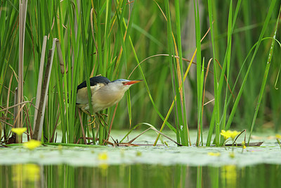 BUITEN BEELD Foto: 241511