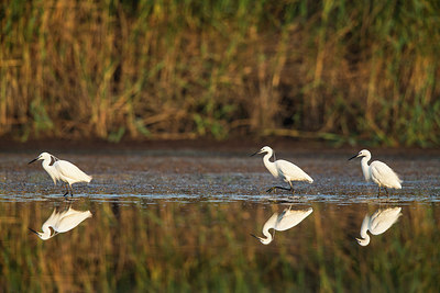 BUITEN BEELD Foto: 241512