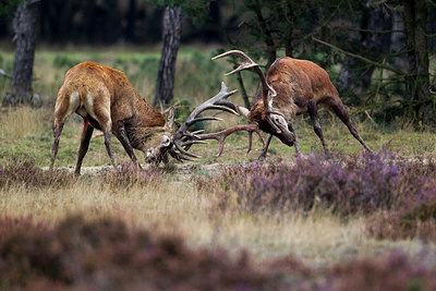 BUITEN BEELD Foto: 241520