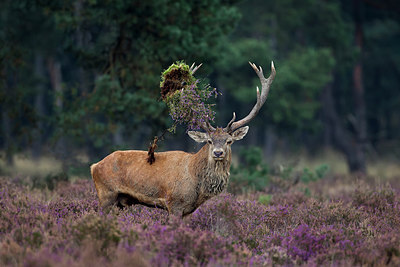 BUITEN BEELD Foto: 241521
