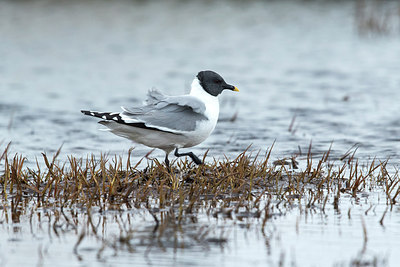 BUITEN BEELD Foto: 241525