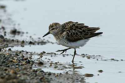 BUITEN BEELD Foto: 241533