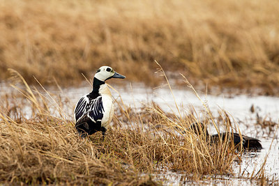 BUITEN BEELD Foto: 241538