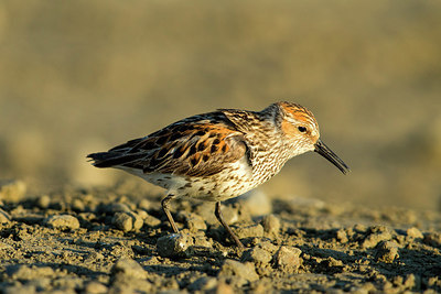 BUITEN BEELD Foto: 241550