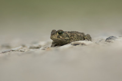BUITEN BEELD Foto: 241562