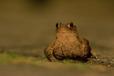 BUITEN BEELD Foto: 241563
