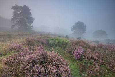 BUITEN BEELD Foto: 241574