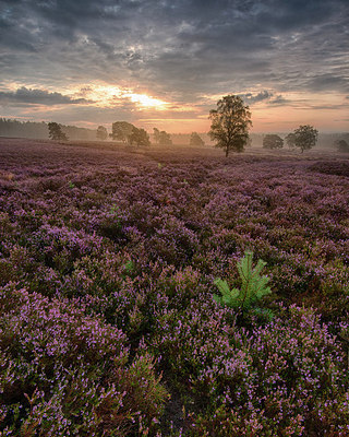 BUITEN BEELD Foto: 241578