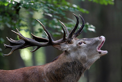 BUITEN BEELD Foto: 241679