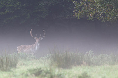 BUITEN BEELD Foto: 241681