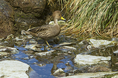 BUITEN BEELD Foto: 241868