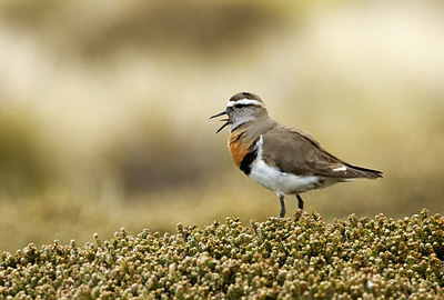 BUITEN BEELD Foto: 242081