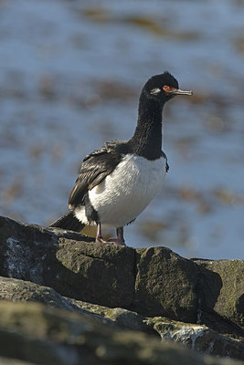 BUITEN BEELD Foto: 242085