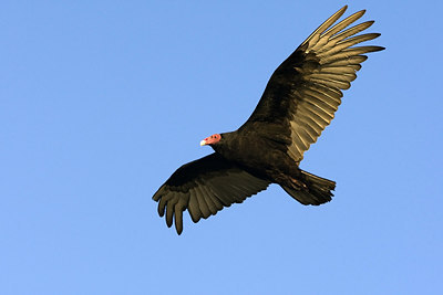 BUITEN BEELD Foto: 242087