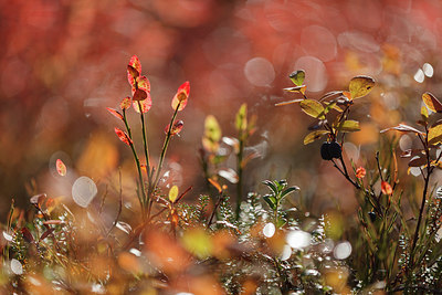 BUITEN BEELD Foto: 242187