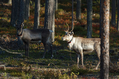 BUITEN BEELD Foto: 242199