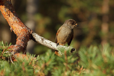 BUITEN BEELD Foto: 242203