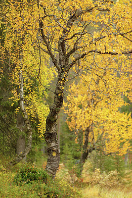 BUITEN BEELD Foto: 242249