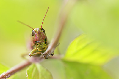 BUITEN BEELD Foto: 242273