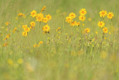 BUITEN BEELD Foto: 242297