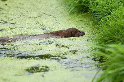 BUITEN BEELD Foto: 242309