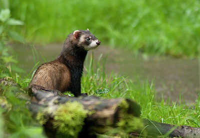 BUITEN BEELD Foto: 242317