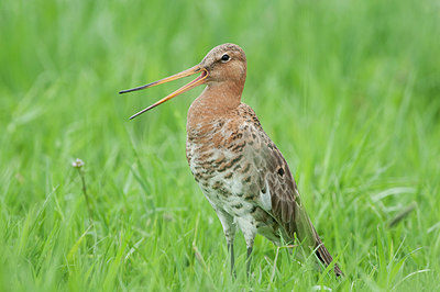 BUITEN BEELD Foto: 242356