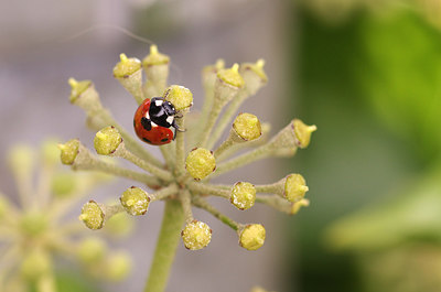 BUITEN BEELD Foto: 242362