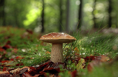BUITEN BEELD Foto: 242396