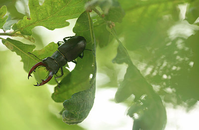BUITEN BEELD Foto: 242403