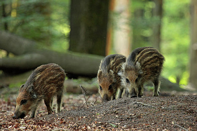 BUITEN BEELD Foto: 242408