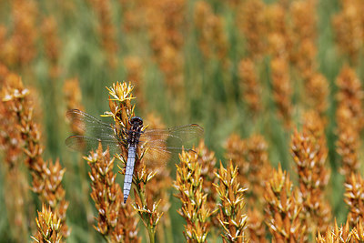 BUITEN BEELD Foto: 242427