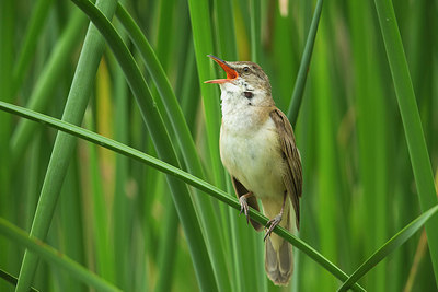 BUITEN BEELD Foto: 242431