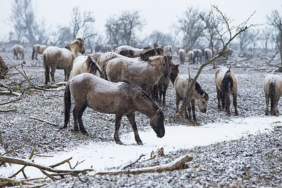 BUITEN BEELD Foto: 242455