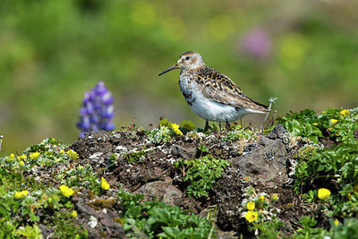 BUITEN BEELD Foto: 242463