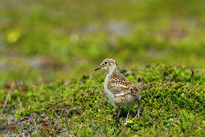 BUITEN BEELD Foto: 242466
