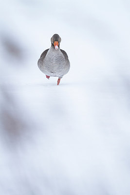 BUITEN BEELD Foto: 242479
