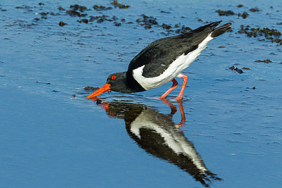 BUITEN BEELD Foto: 242509