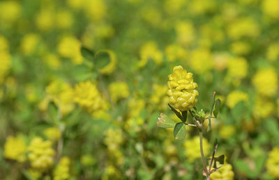 BUITEN BEELD Foto: 242523