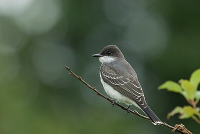 BUITEN BEELD Foto: 242530