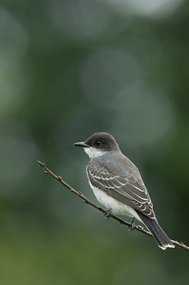 BUITEN BEELD Foto: 242546