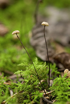 BUITEN BEELD Foto: 242549