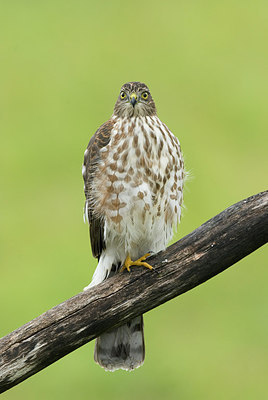 BUITEN BEELD Foto: 242551