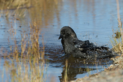 BUITEN BEELD Foto: 242555